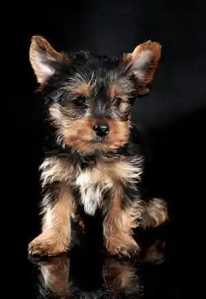 Yorkies for sale near me