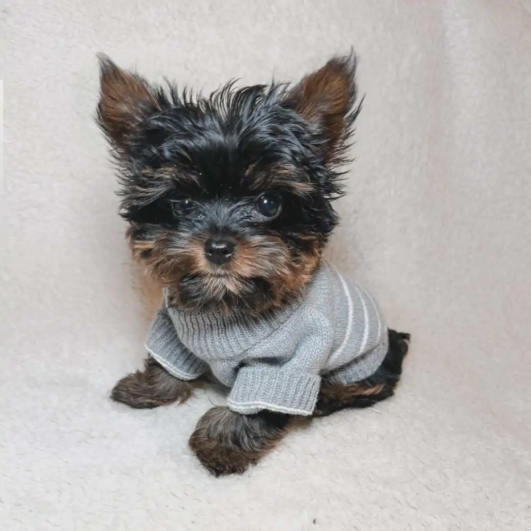 Yorkie breeders near me