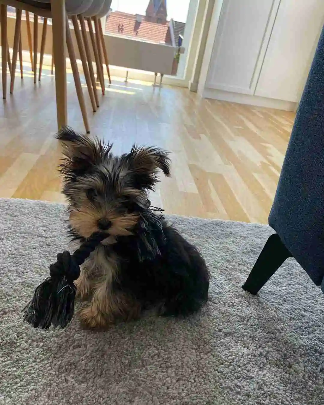 Yorkie puppies for sale