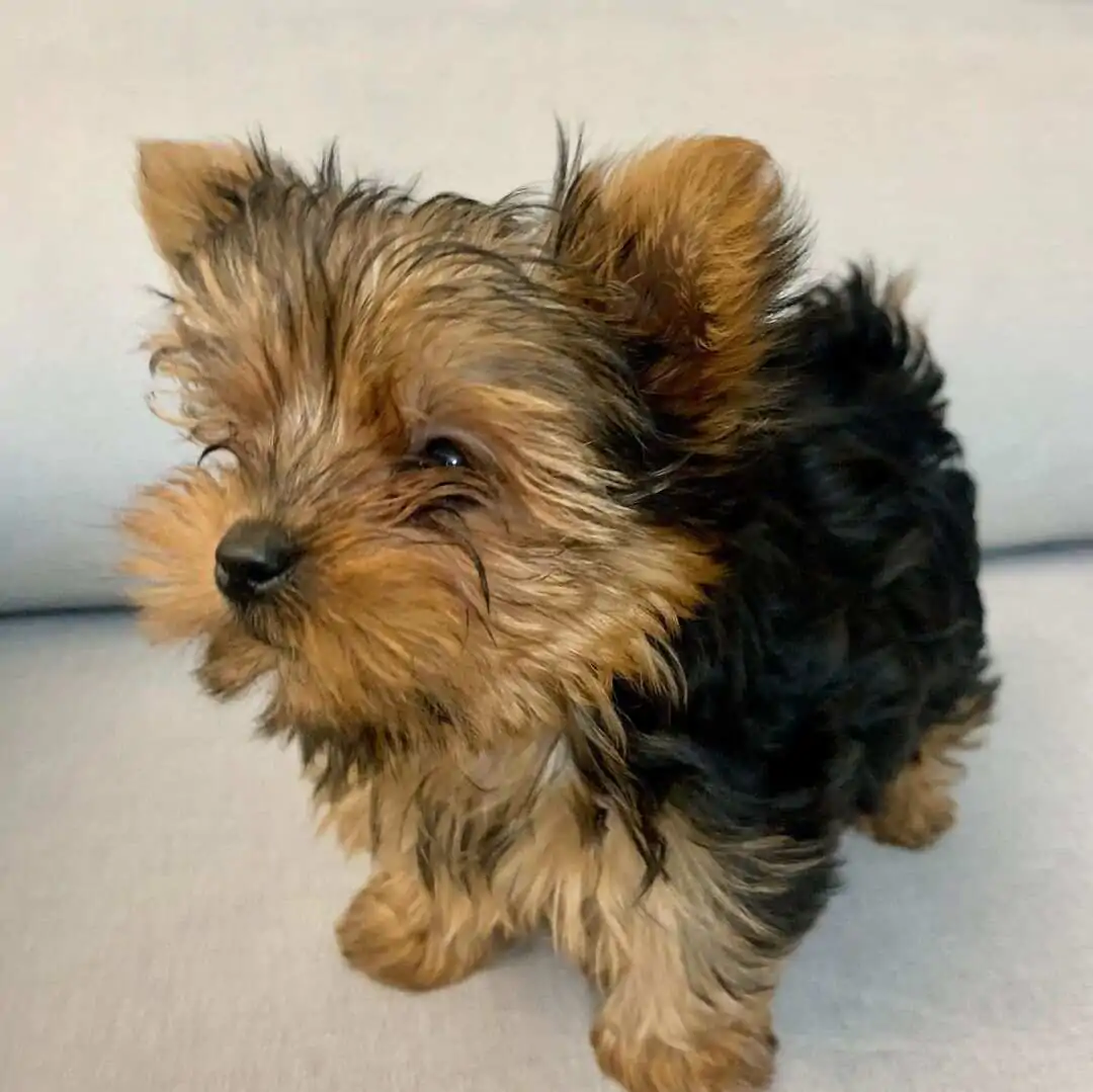 yorkies for sale near you