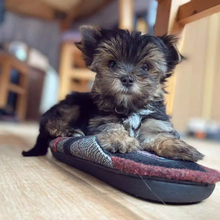 Yorkies for sale near me