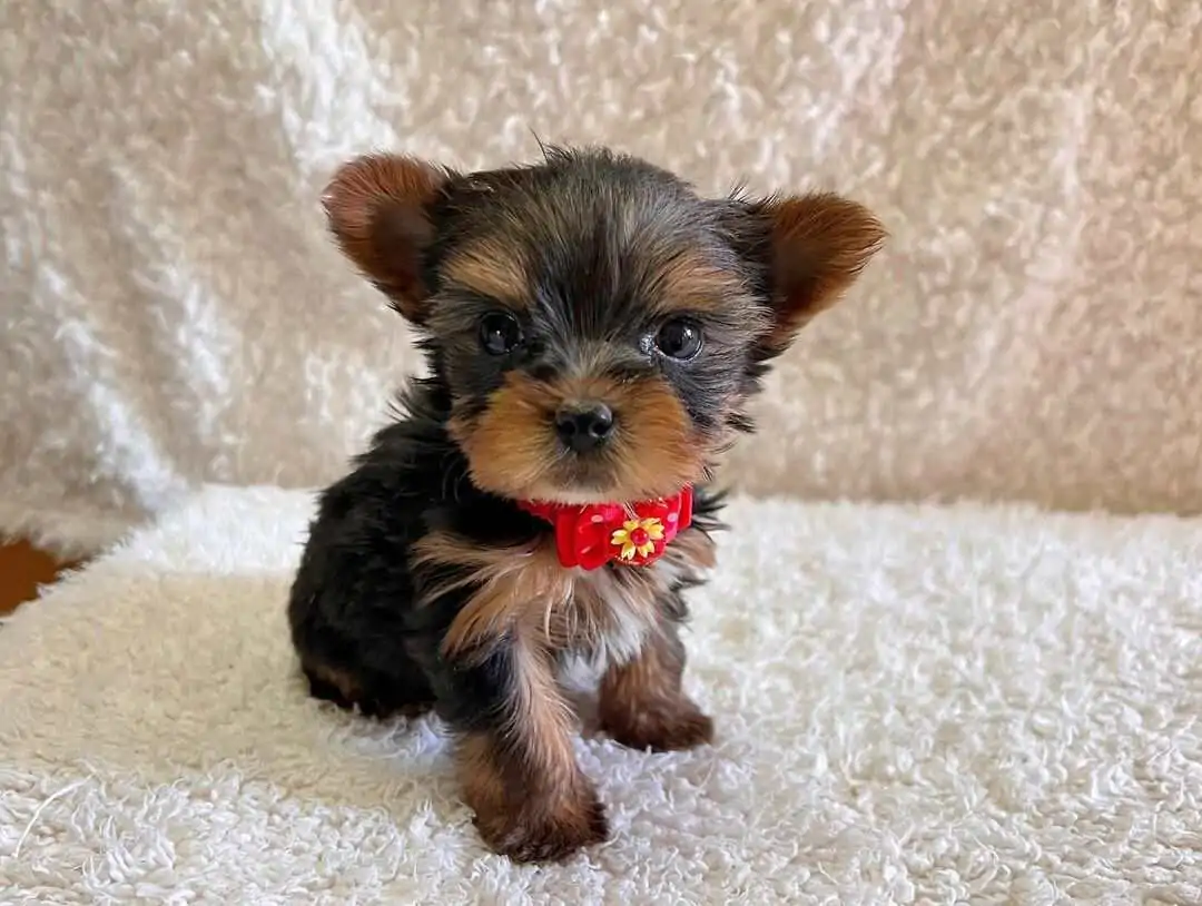 yorkie breeders near me