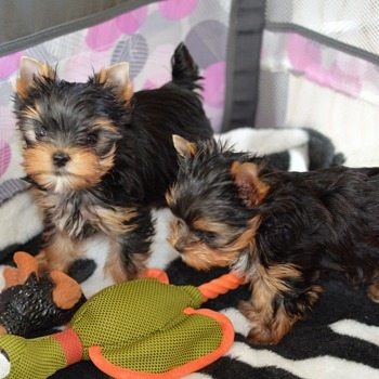 reputable yorkie breeders near me