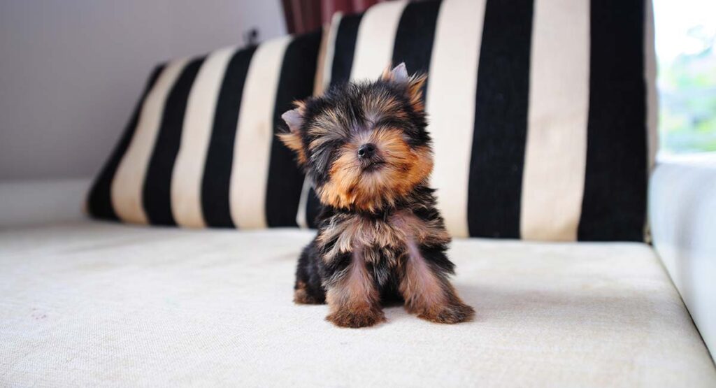 teacup yorkie for sale
