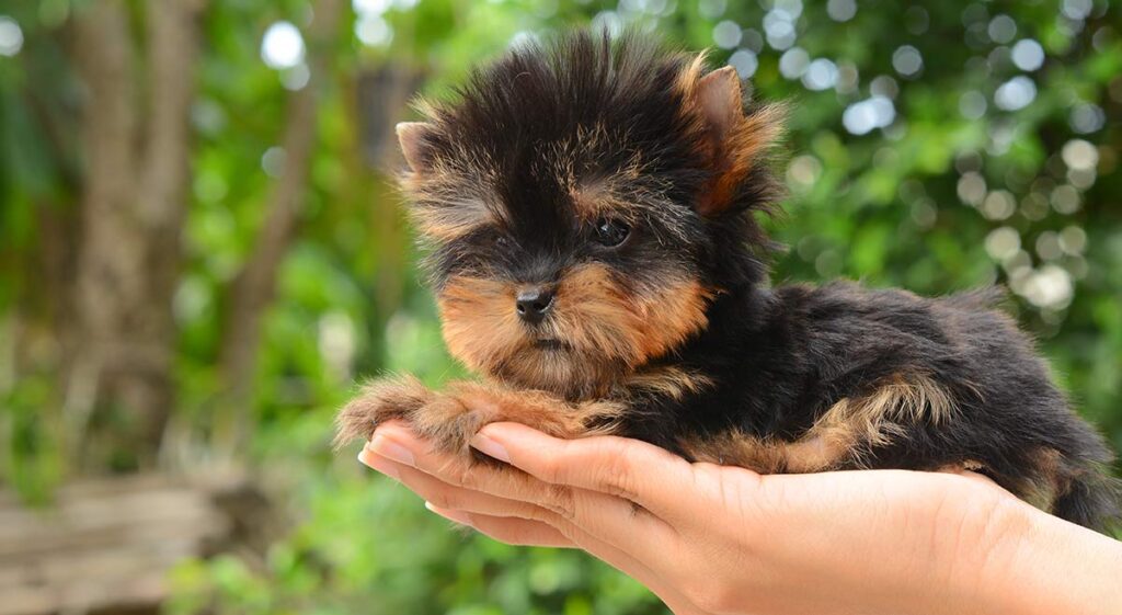 Yorkie puppies for sale