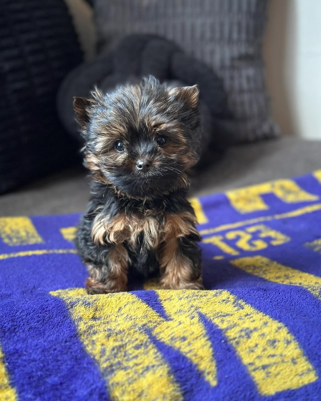 Yorkie breeders near you
