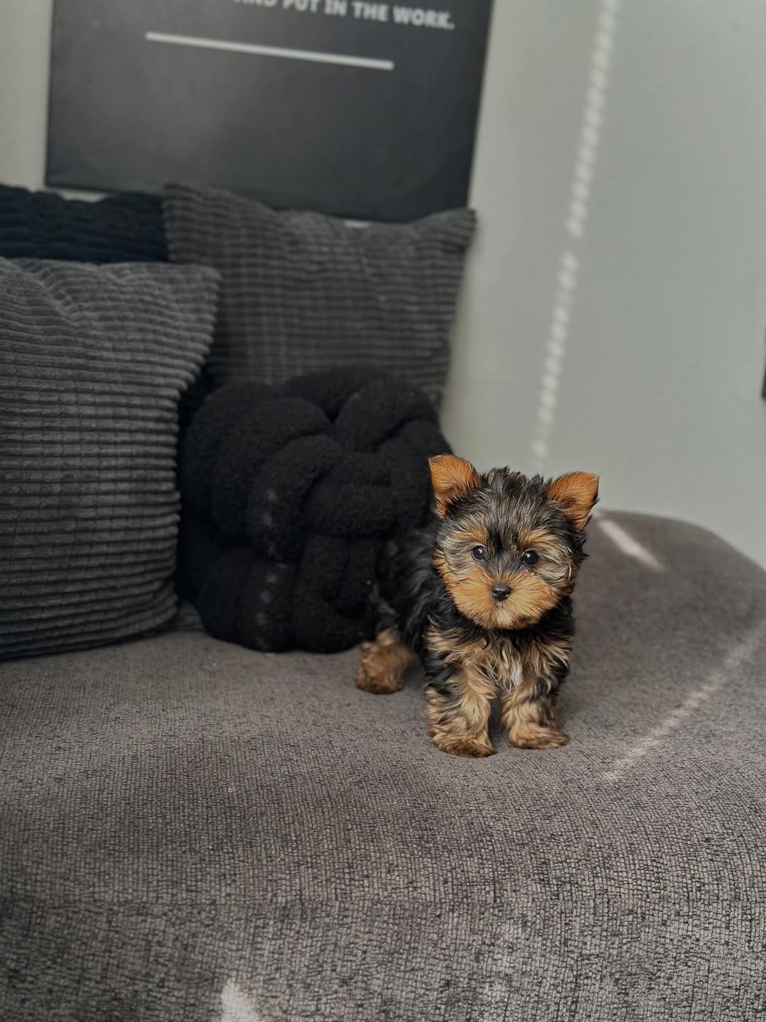 teacup yorkies for sale
