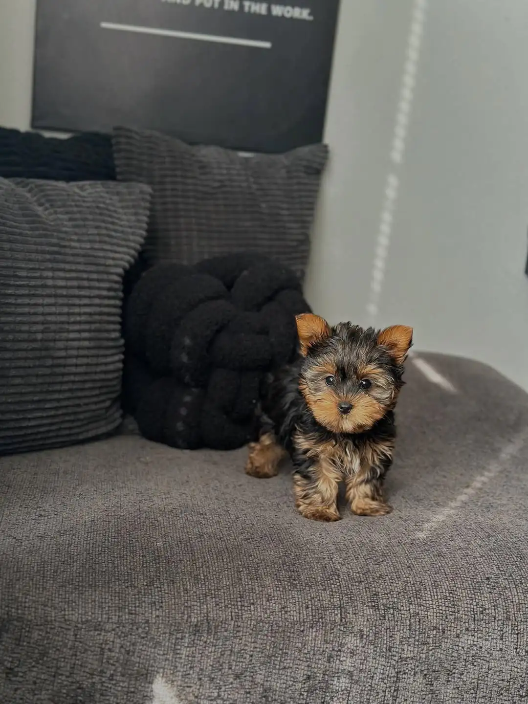 teacup yorkies for sale